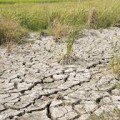 Hạn mặn hạn hán ở đồng bằng sông Cửu Long